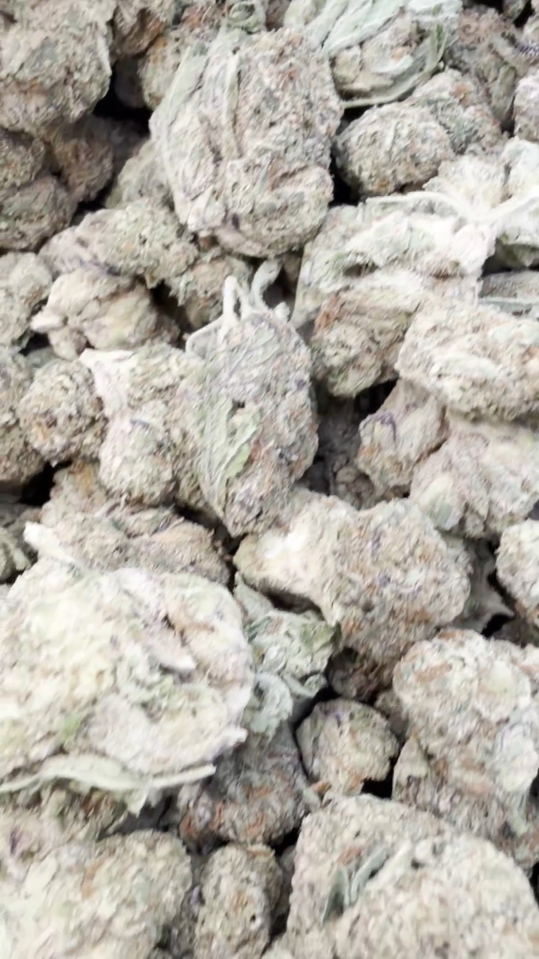 Facetz Mediums โ Indica โ Wholesale Mediums